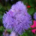 Agerato Celestino (Ageratum houstonianum) 